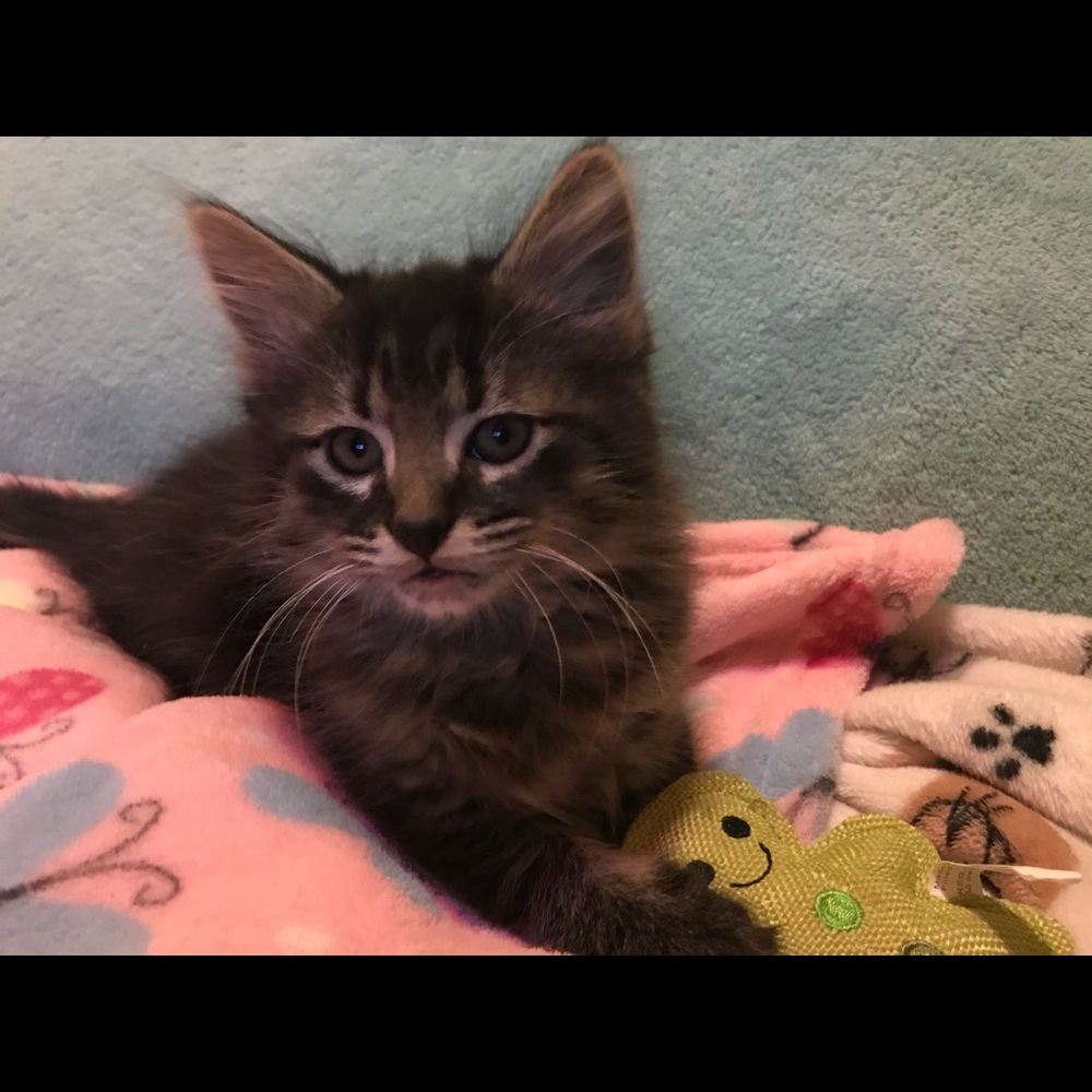 Meet your Posher, Alexis